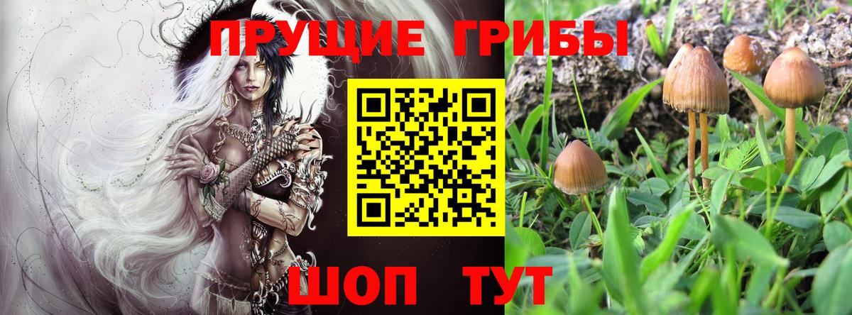 Галлюциногенные грибы Psilocybine cubensis Фролово